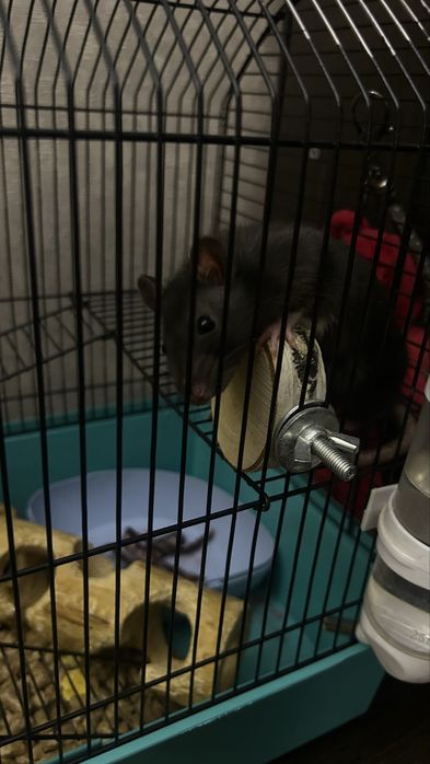 Отдам крысу вместе с клеткой