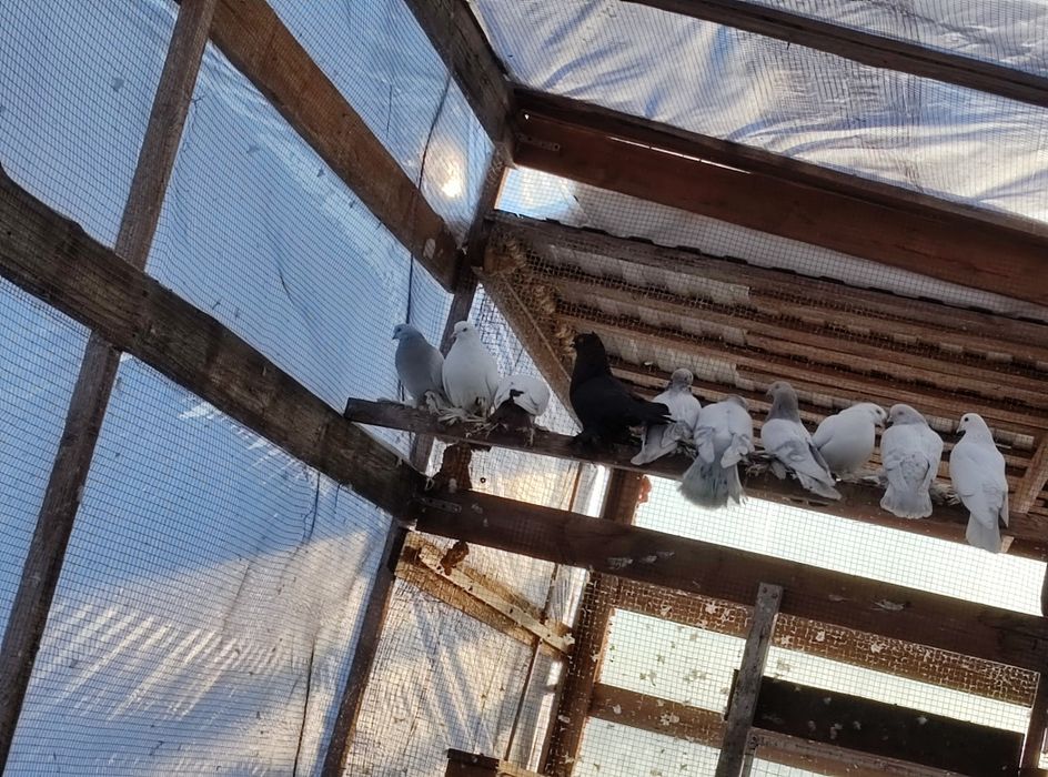 Продам голубей персов