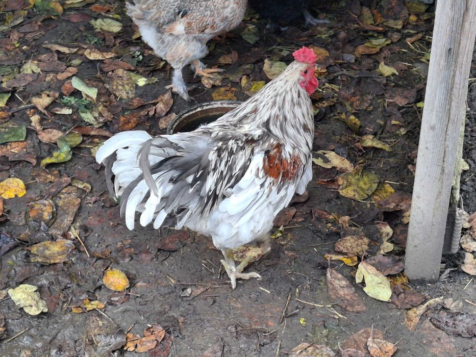 Gaini si cocosi de vanzare