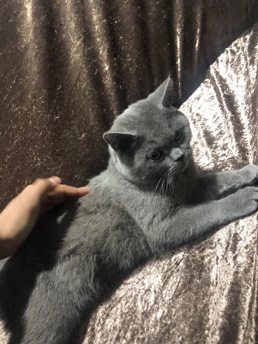 Британская короткошерстка