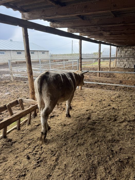 Продаються бычки ( симентальскии)