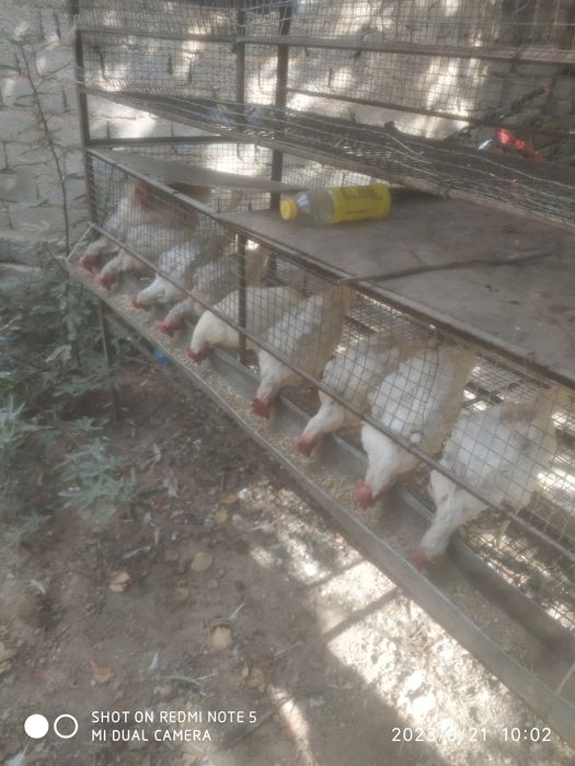 Хуроз ,товук, ини билан сотилади.