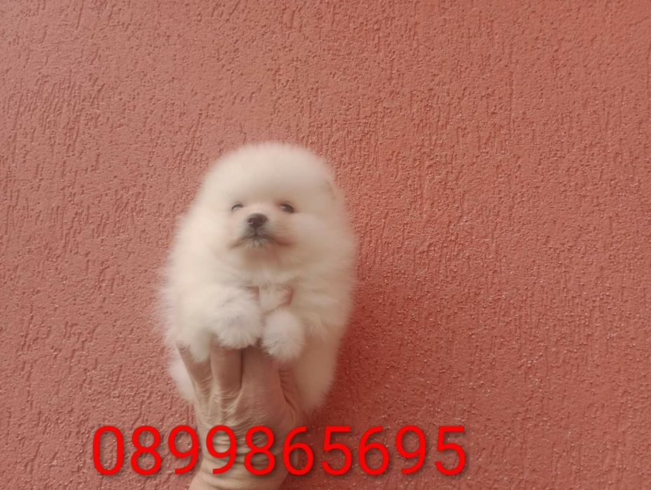 Померани. Момиче и момче.