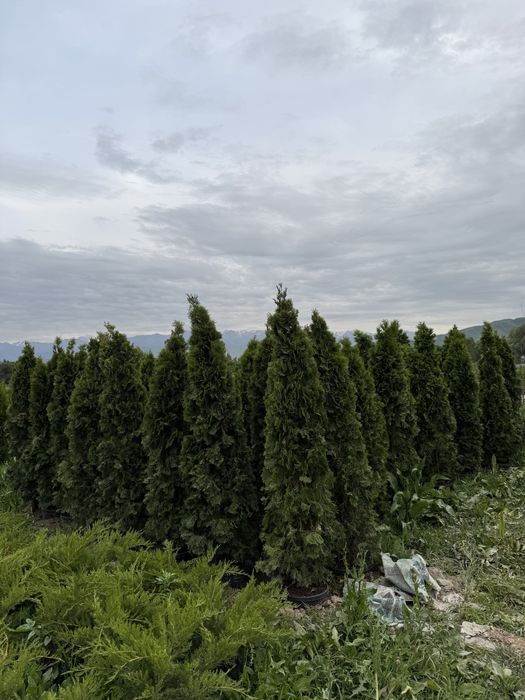 Туя смарагд колоннавидный