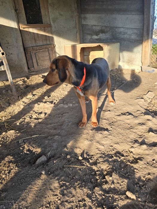 Гръцко Гонче женско