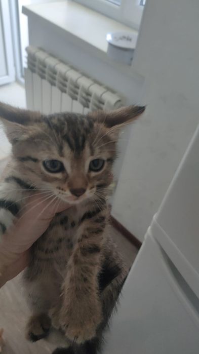 Отдам котят в добрые руки