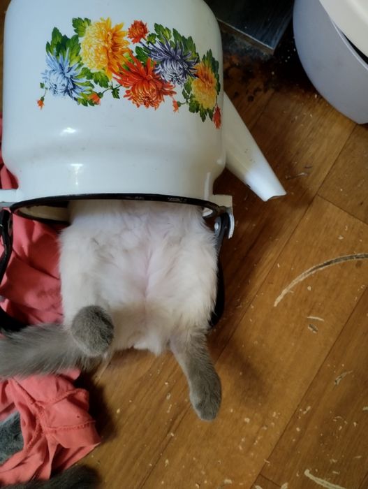 Тайские,подростки котятки