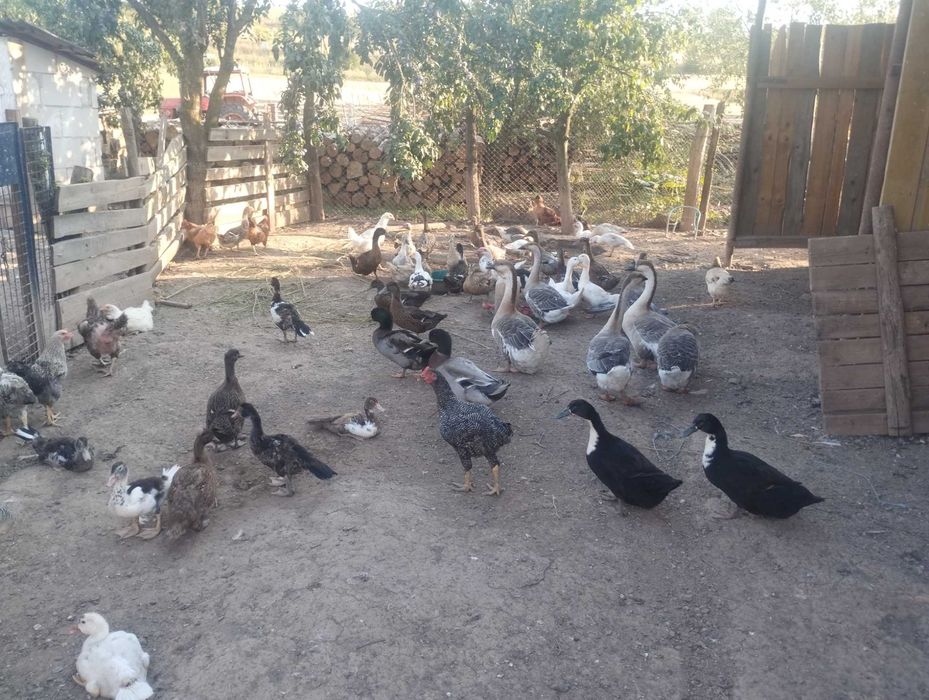 Rațe polare, rațe mute, gâște, puicuțe, cocoși de casă!