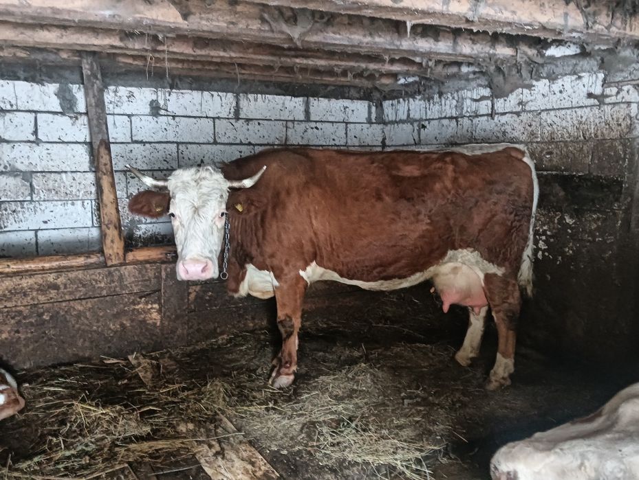 Vacă și vițea de vânzare