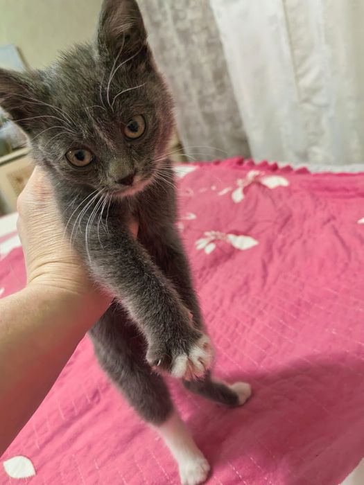 Котенок в добрые руки