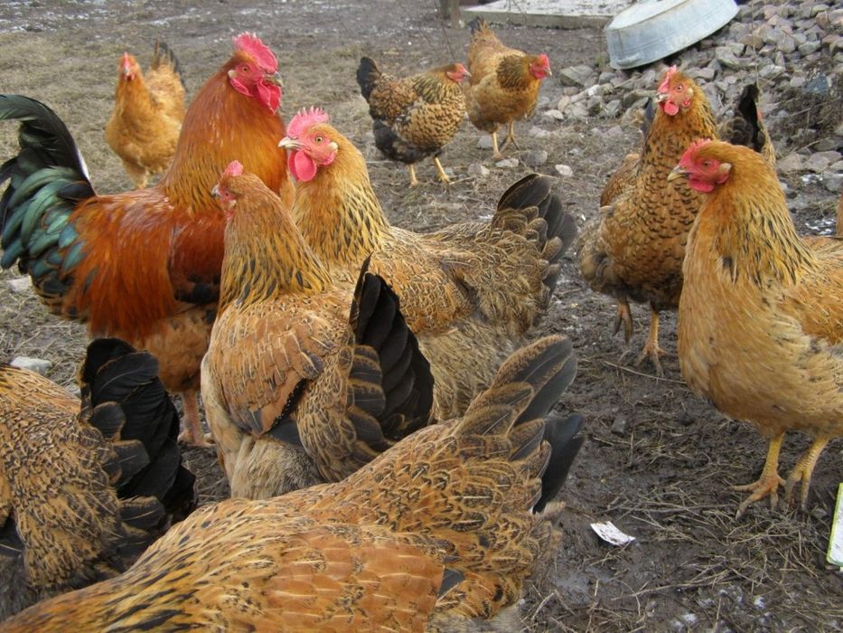 Продам       яйцо