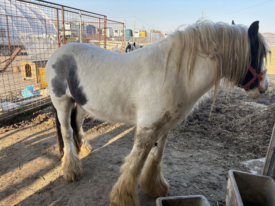 Vand armasar Irish Cob(gipsy vanner)
