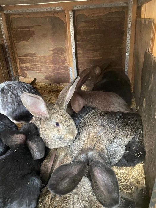 Кролики разных парод