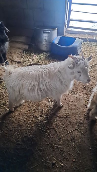 Продаются козлята