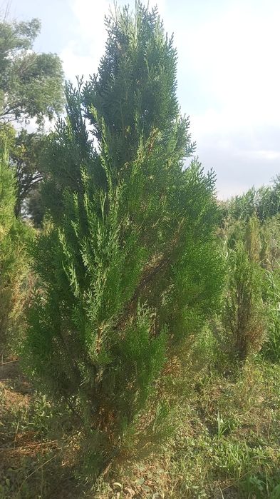 Шыршылар Бар тұя