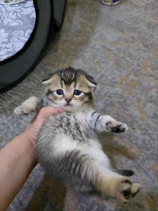 Котята, скотиш фолд