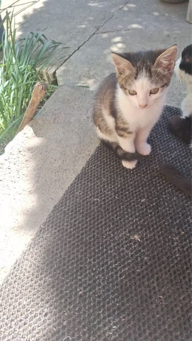 Отдам даром котят