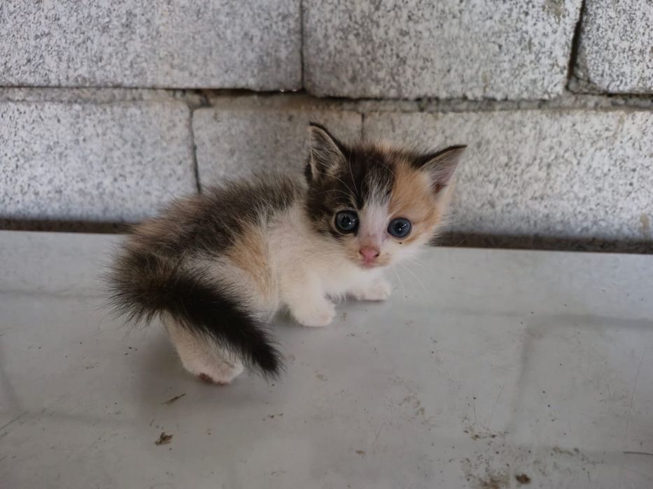 Котята в хорошие руки