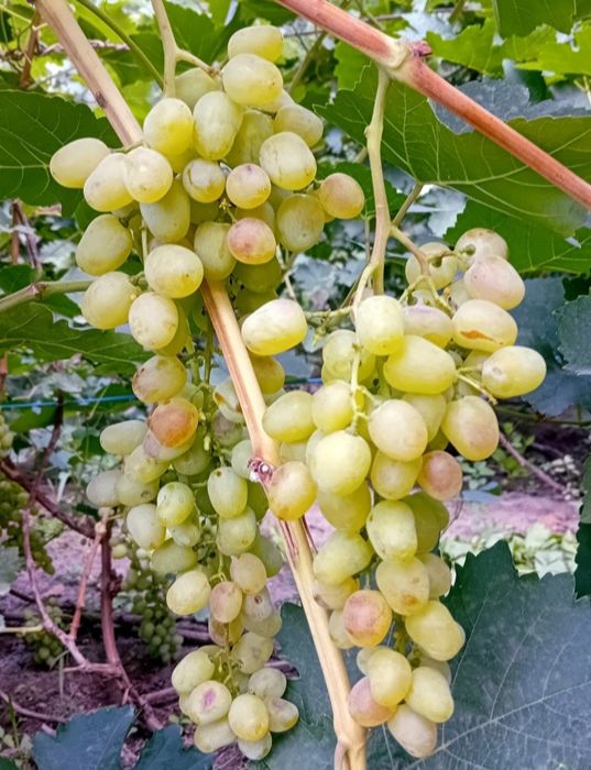 Виноград домашний в продаже