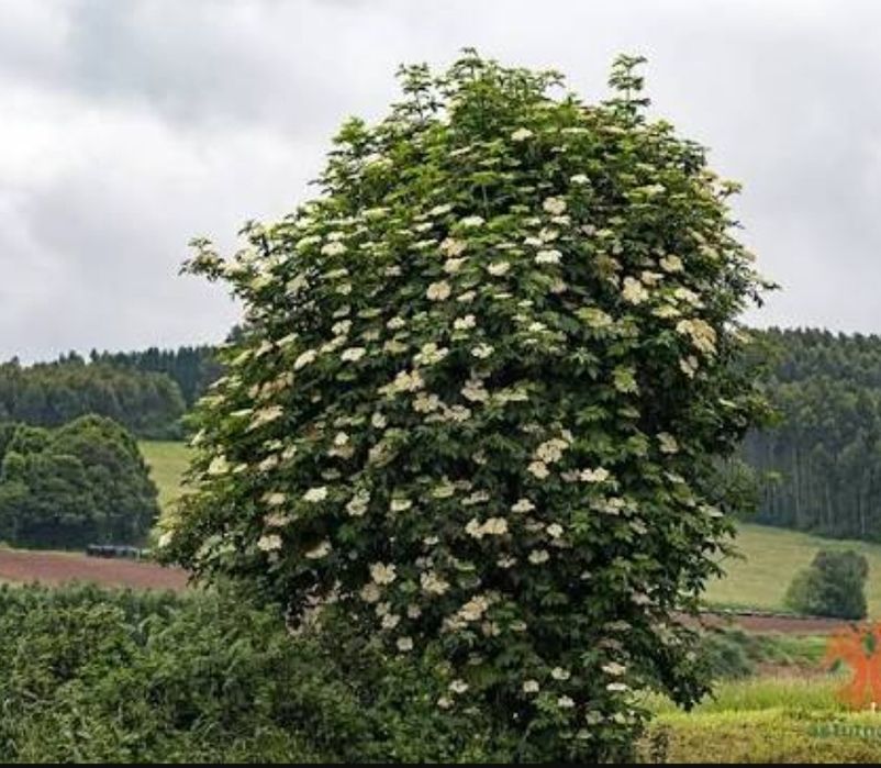 Butași / puiet Soc Sambucus Nigra
