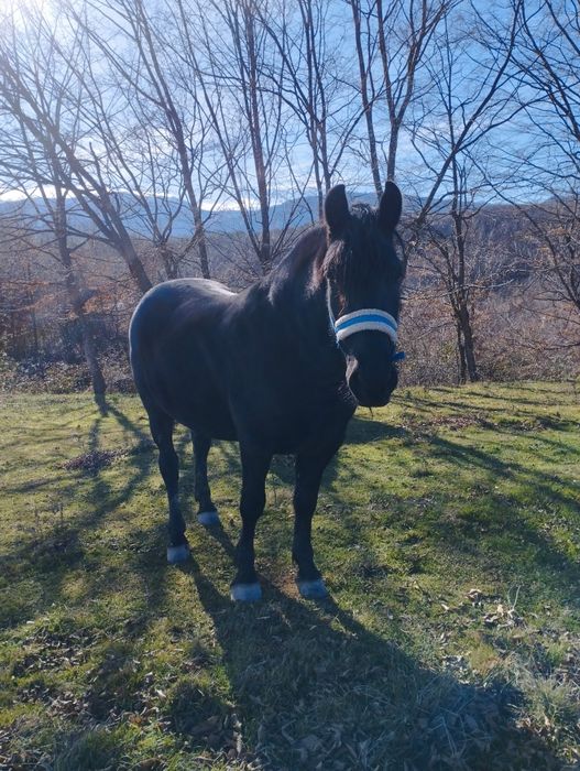 Продавам кобили Дунавка и Фрезийка