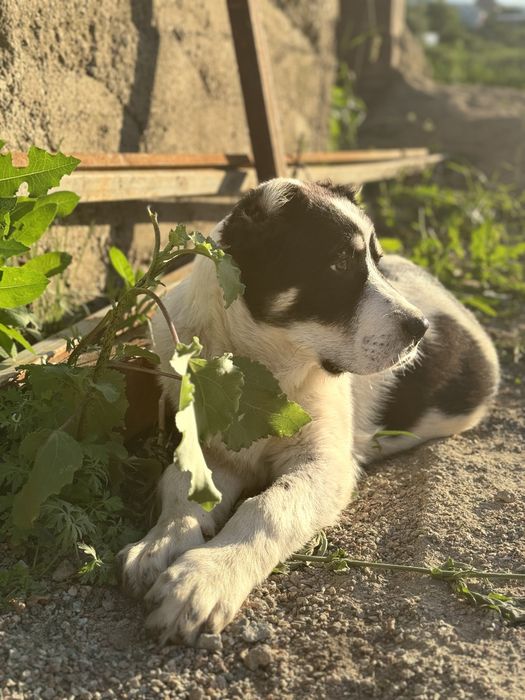 Среднеазиатская овчарка