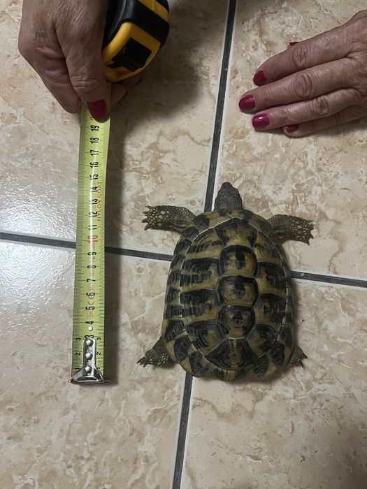 Testoase terestre Testudo 15 cm