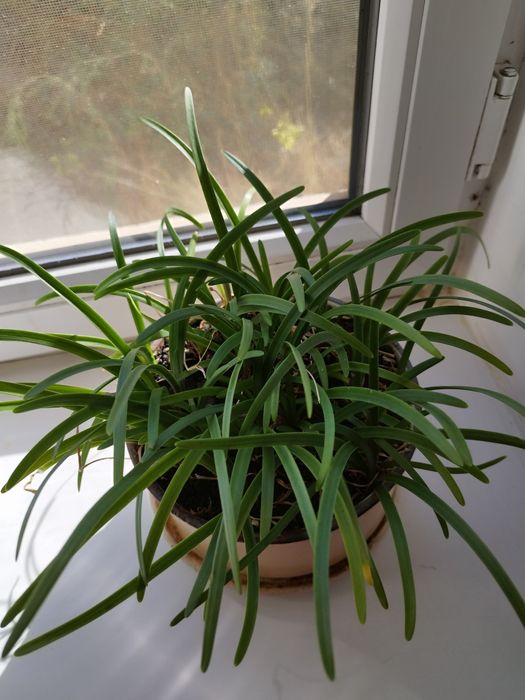 Продам два комнатных цветка