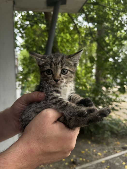 Спасите котят SOS !!