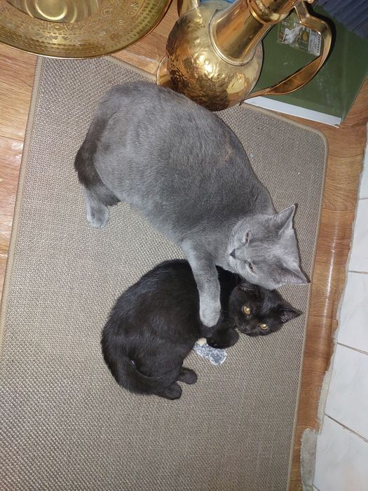 Котята продаются остались только чёрного цвета,  10 y.e