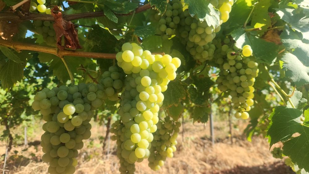 Struguri de vin și de masă din podgoriile proprii