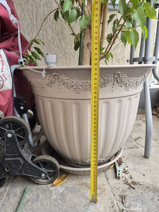 Ficus Benjamina 250cm