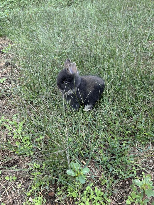 Iepuri pitici cap de leu