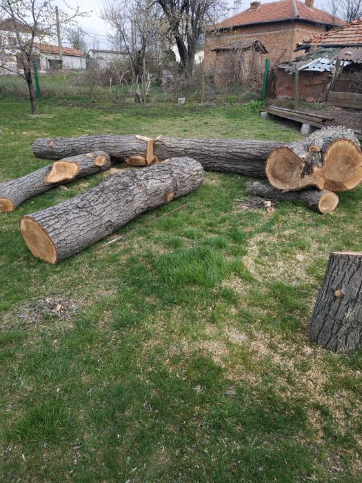 Орехови трупи 2.5 м