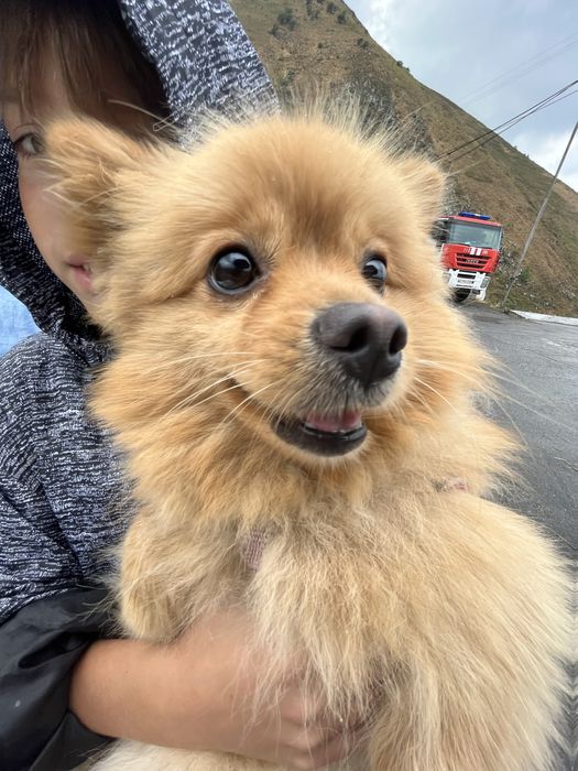 Вязка шпиц мальчик