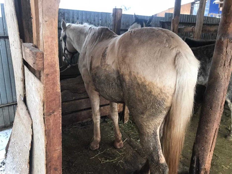 Продам лошадь жеребец, Айгыр