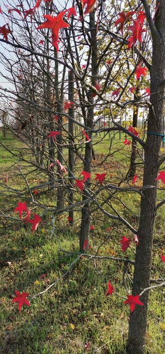 Vand platani - tei - mesteacan - catalpa - artar-stejar