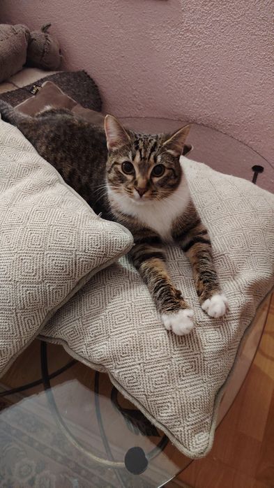 Котик ищет семью