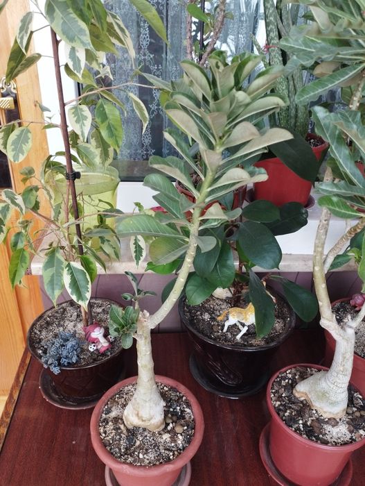 Адениум , роза пустыни