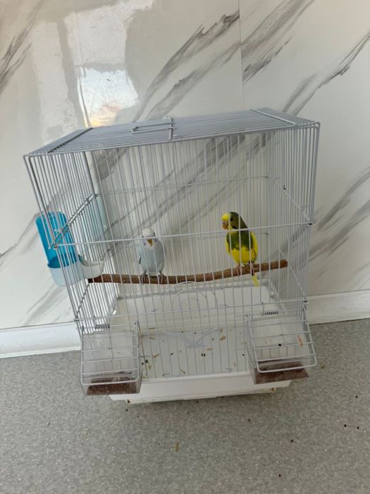 Попугай , клетка  корм