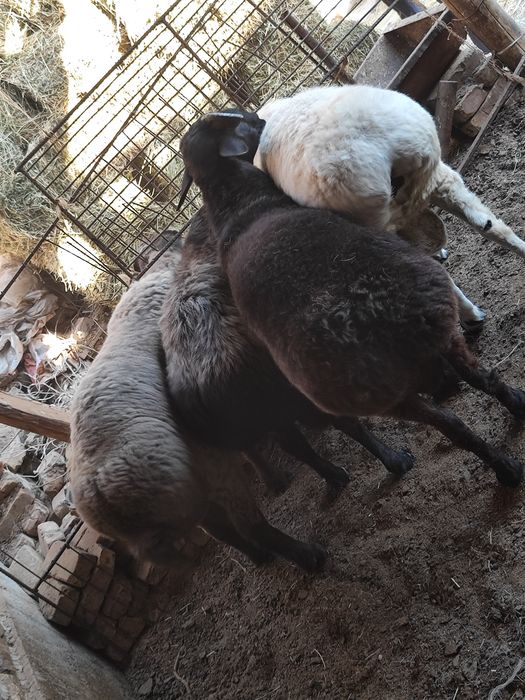 Qo'chqorlar sotiladi tezda badani semiz yeyishi