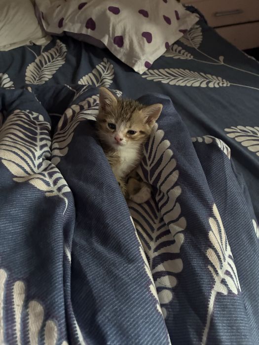 Британский котенок