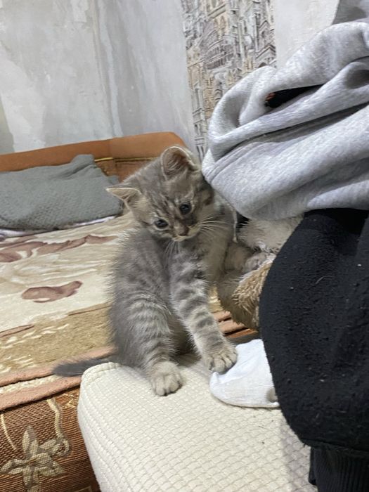 2 котенка. Серый мальчик, цветная девочка