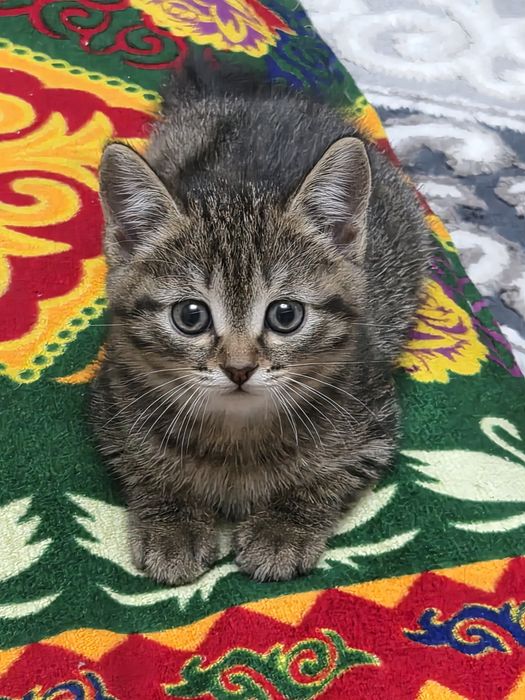 Котенок в добрые руки