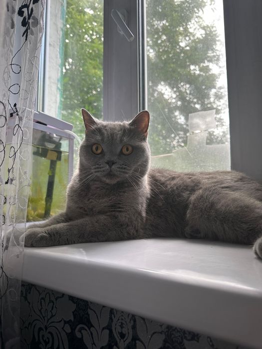 Отдам кошку британская