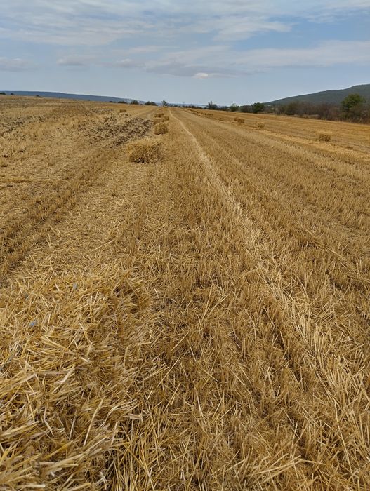 Бали житена слама за декорация