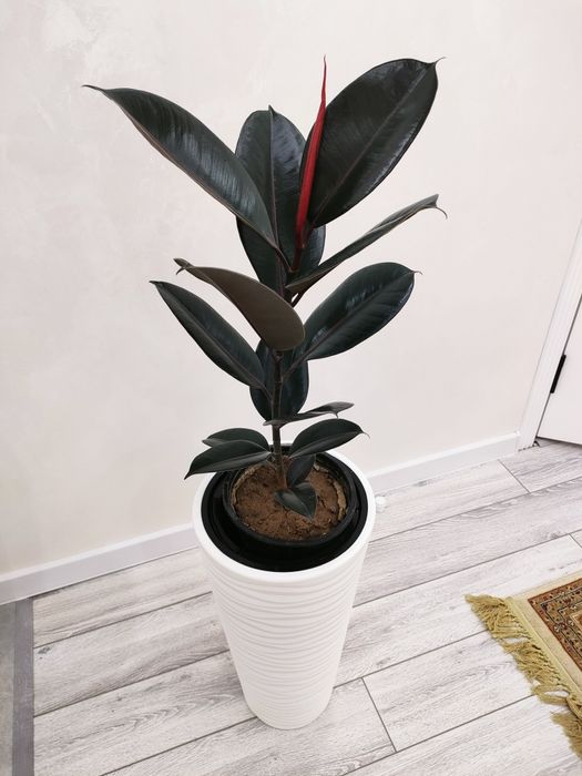 Домашние растения, доставка