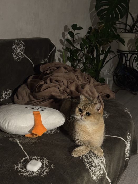 Золотая британская шиншила