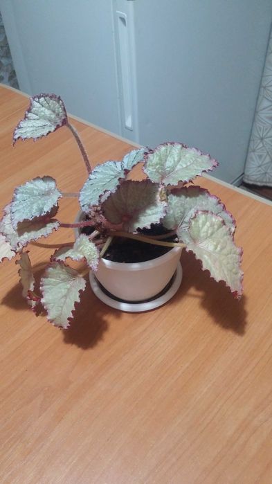 Бегония декоративнолистная