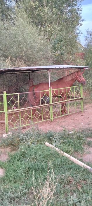 Лошадь Айғыр Жылқы